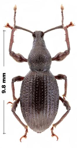 Réf. 317 195 : Mirorhynchus bellus